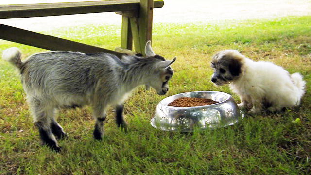 goat_tries_to_play_with_puppies.jpg