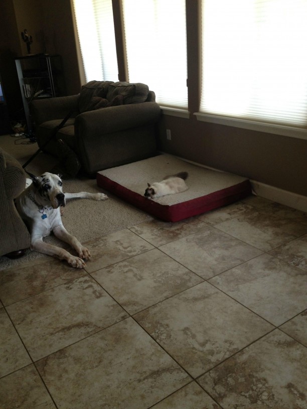 great-dane-cat-on-bed-612x815.jpg