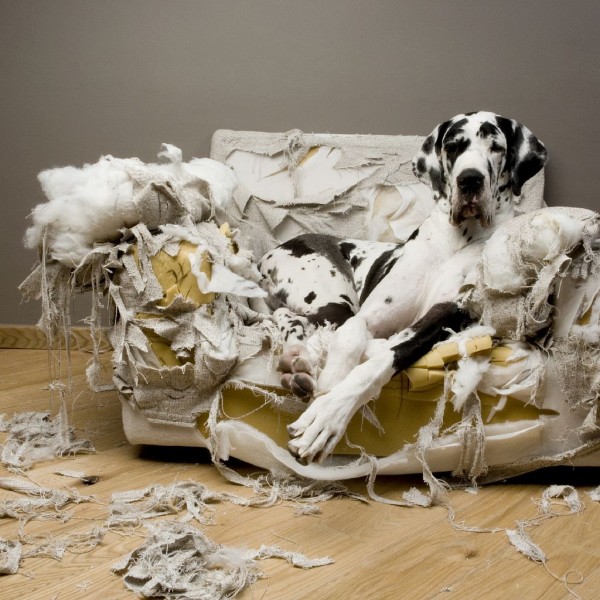 great_dane_torn_couch-600x600.jpg