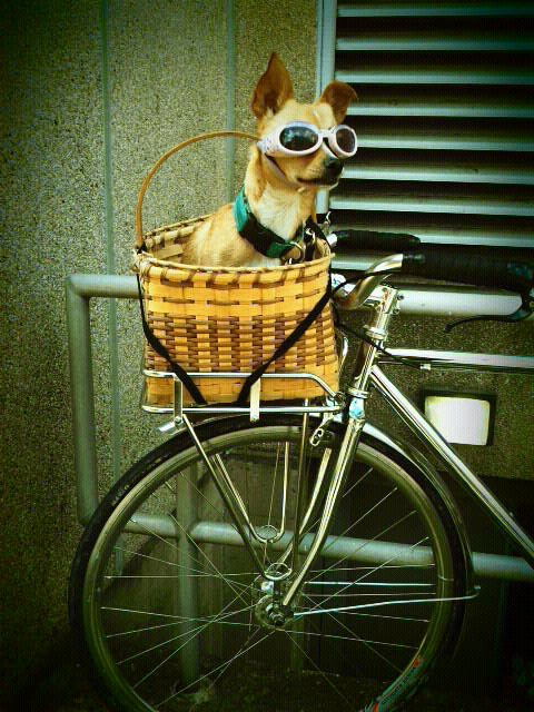 hipster-dog-bicycle-2.jpg