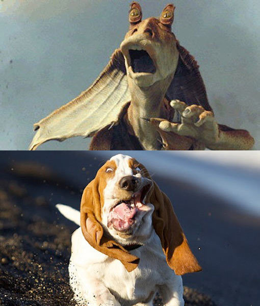 jar-jar-dog.jpg