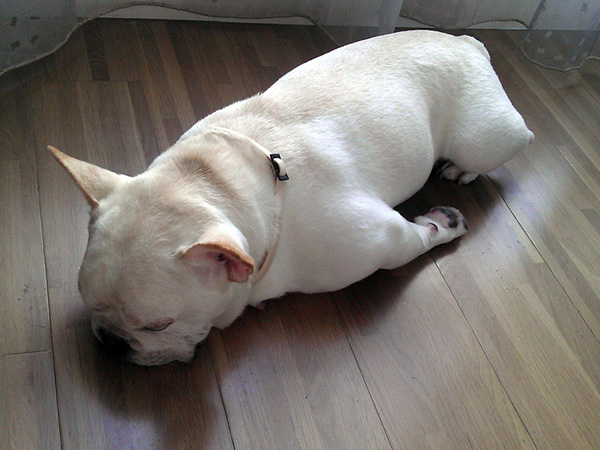 planking-dog.jpg