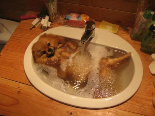 pomeranian-puppy-dog-taking-bath-in-the-sink-dog-bath.jpg