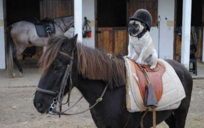 pug-dog-riding-a-horse-540x360-540x300.jpg