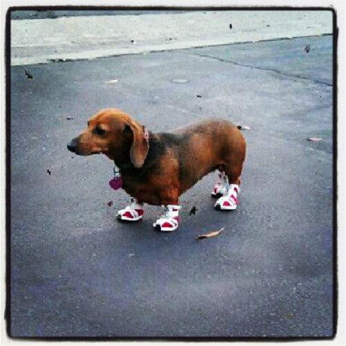 puppy-sneakers-500x500.jpg