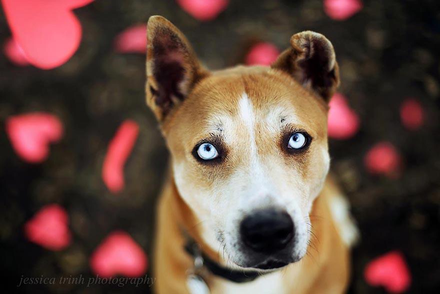 shelter-dog-photos-let-it-rain-love-jessica-trinh-1.jpg