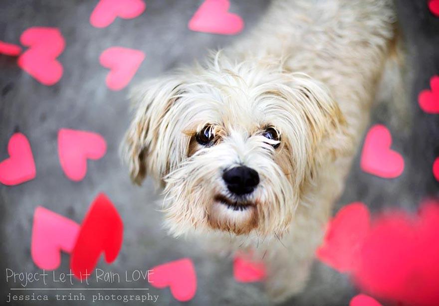 shelter-dog-photos-let-it-rain-love-jessica-trinh-2.jpg