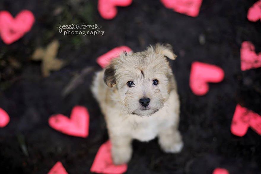 shelter-dog-photos-let-it-rain-love-jessica-trinh-4.jpg