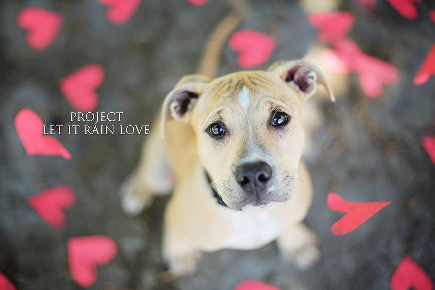 shelter-dog-photos-let-it-rain-love-jessica-trinh-5.jpg