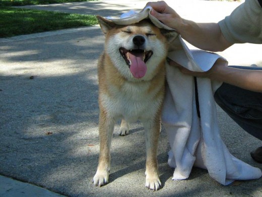 shibetowel.jpg