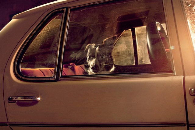 silence_dog_in_cars_01.jpg