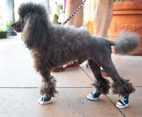 sneakers-for-dogs.jpg