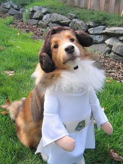 star-wars-dog-costume-8.jpg