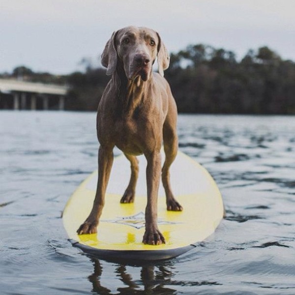 surfingdog-600x600.jpg