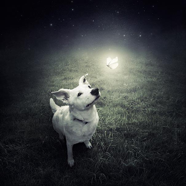 surreal-photoshop-images-shelter-animals-sarolta-ban-1.jpg