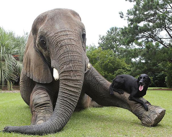 unusual-animal-friendship-3-3.jpg