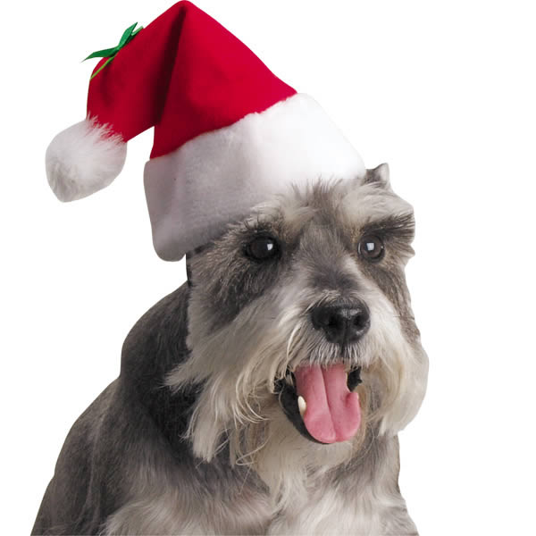 xmasdog10.jpg