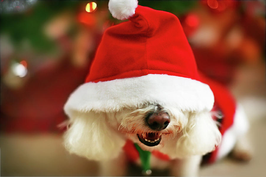 xmasdog13.jpg