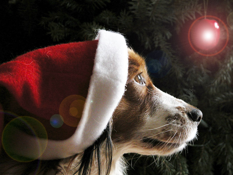 xmasdog9.jpg