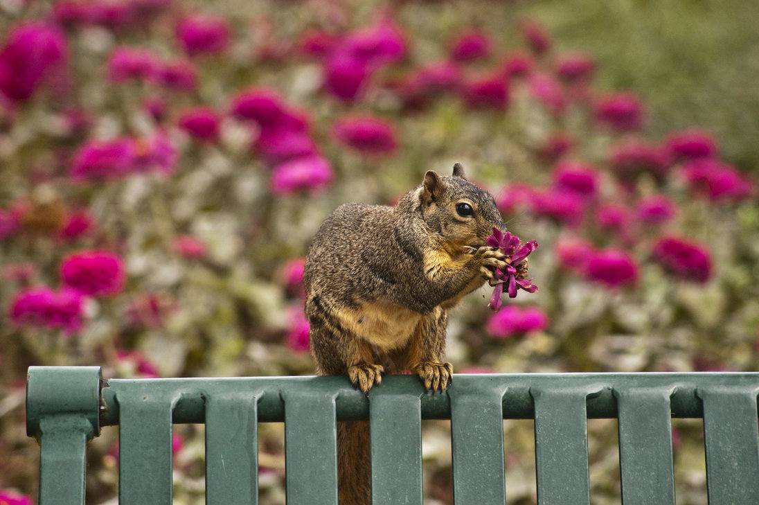 eating flowers.jpg