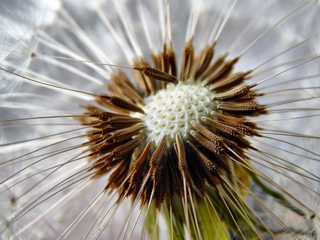 dandelion-440991_340.jpg