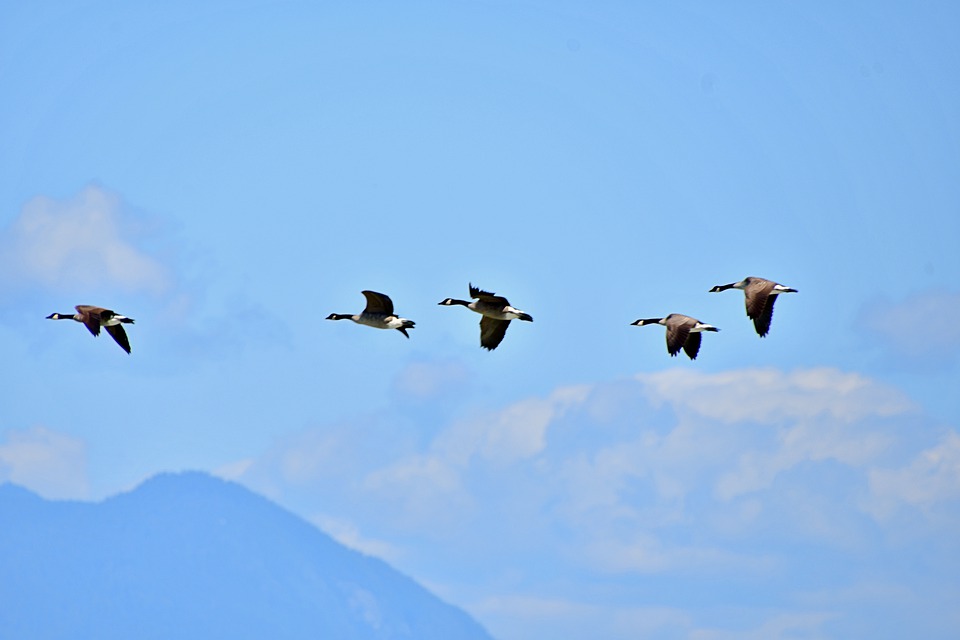 wild-geese-formation-4432986_960_720.jpg