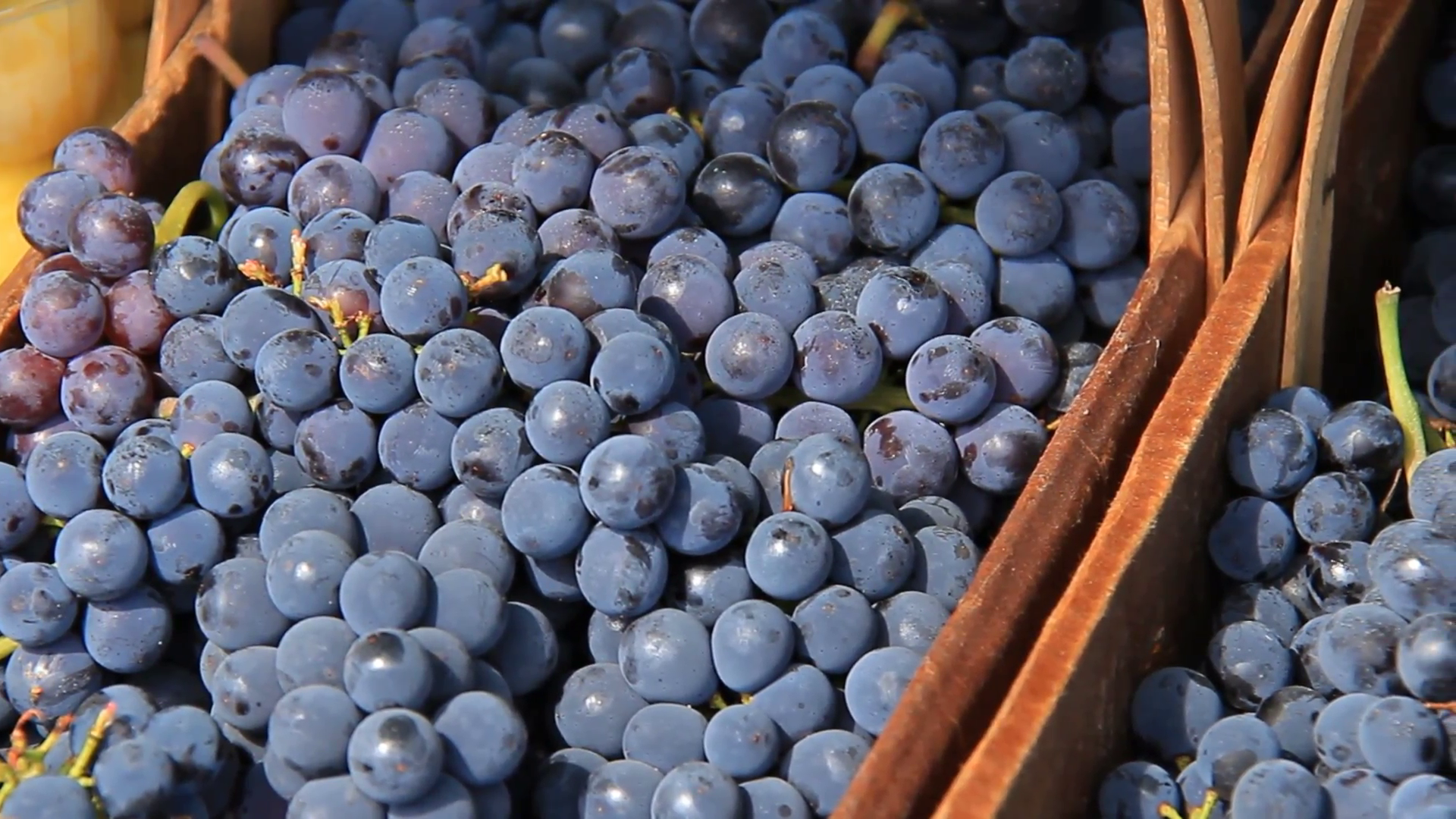 purple-grapes-1-clusters-of-ripe-purple-grapes-at-a-farmers-market_vkyjovjc_f0000.png