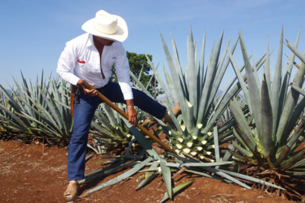 Agave-Tequila.jpg