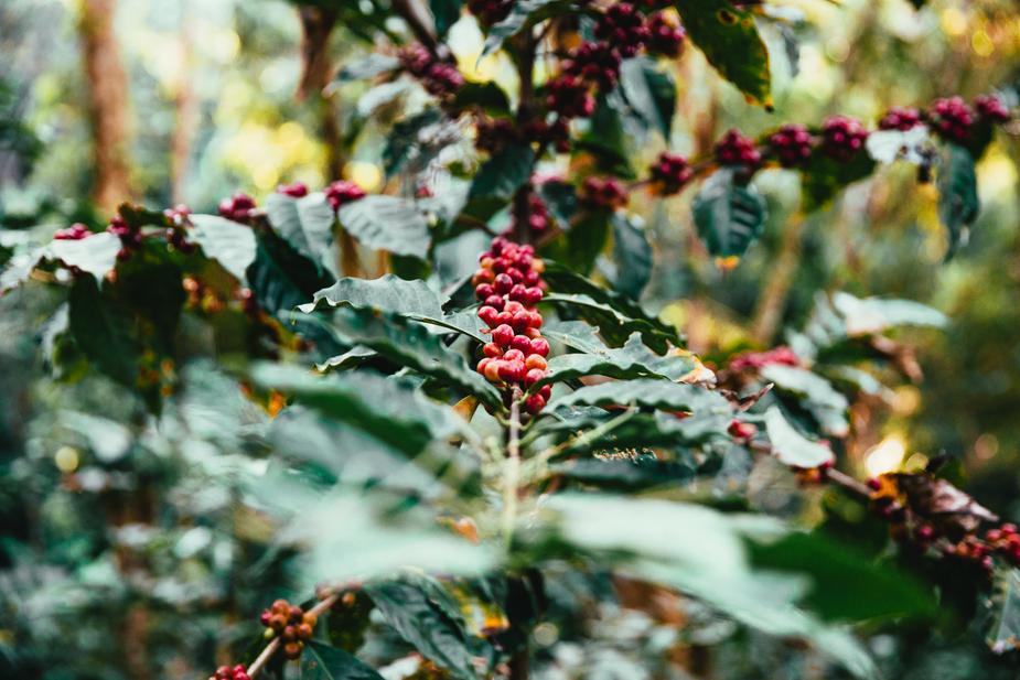 coffee-plant_925x.jpg