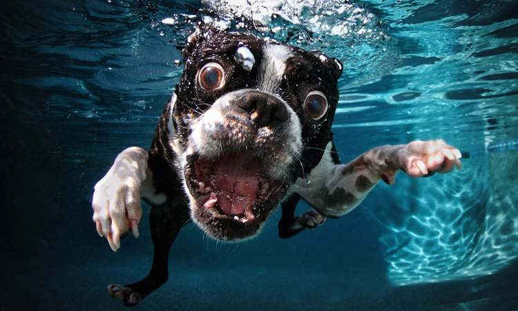 Kutyák a víz alatt