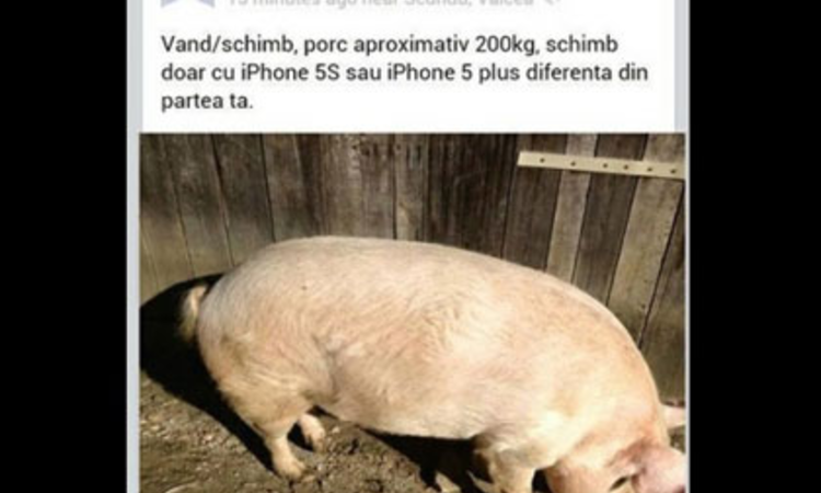 Disznót cserélnék iPhone-ra