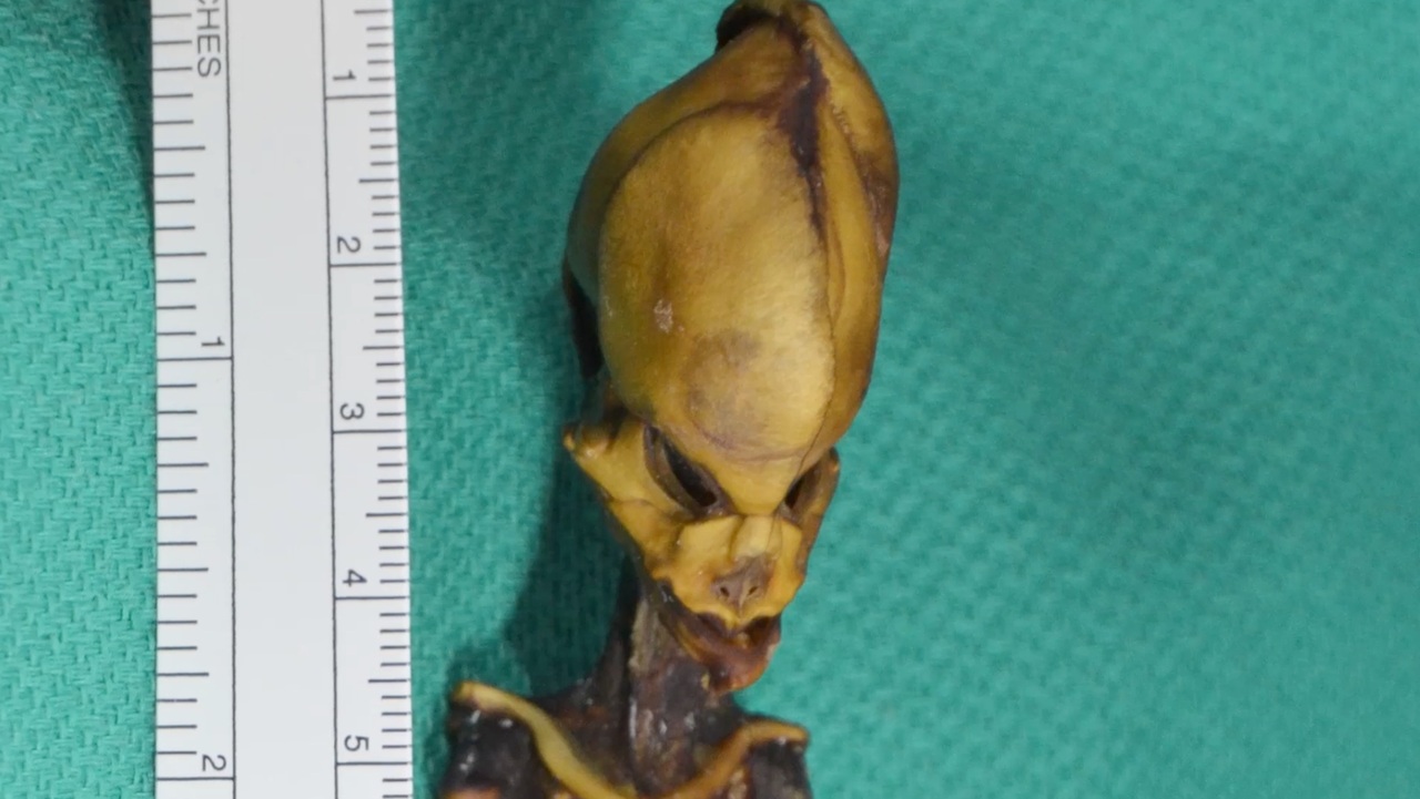 Tiny-Alien-Skull.jpg