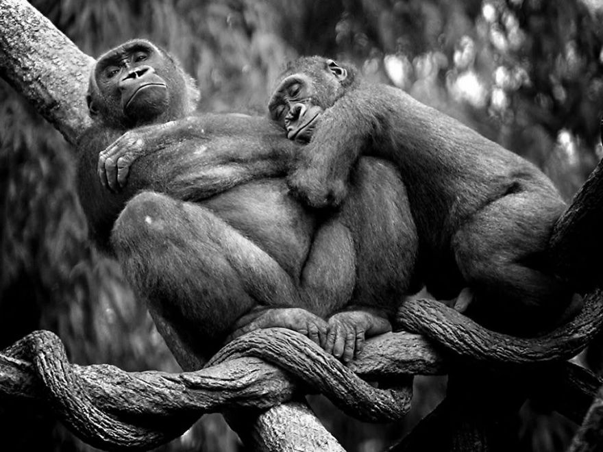 animal-couples-apes_880.jpg