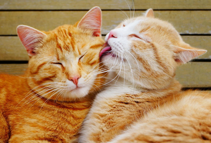 animal-couples-cats_880.jpg
