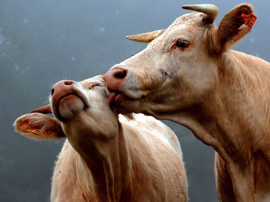 animal-couples-cows_880.jpg