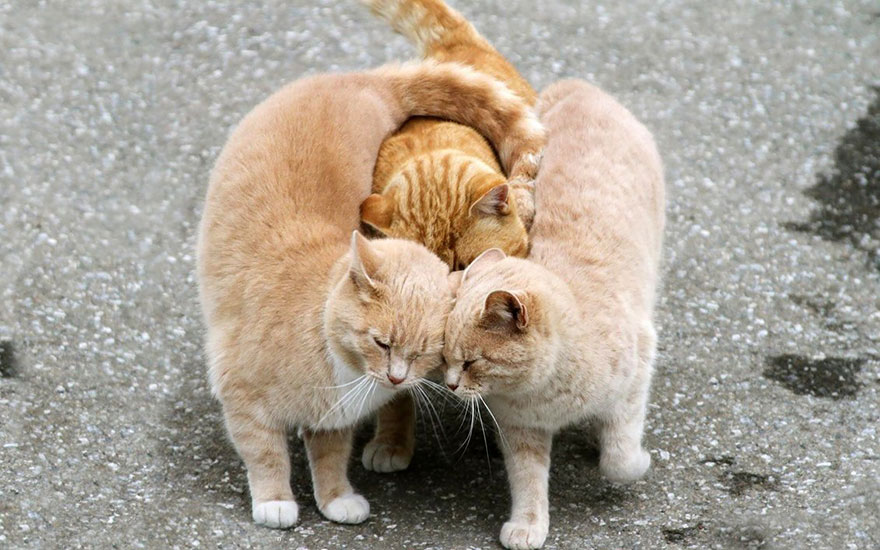 animal-love-friendship-101_880.jpg