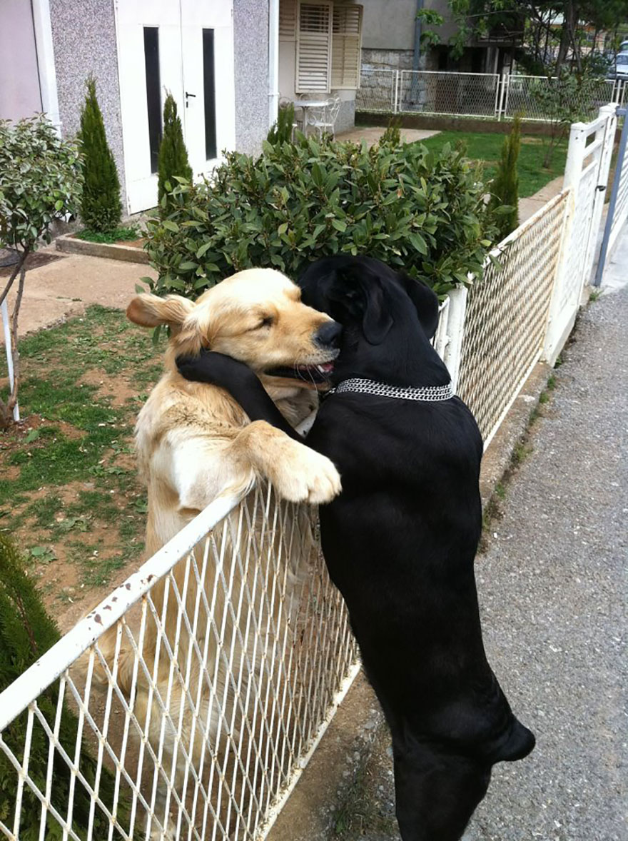 animal-love-friendship-121_880.jpg