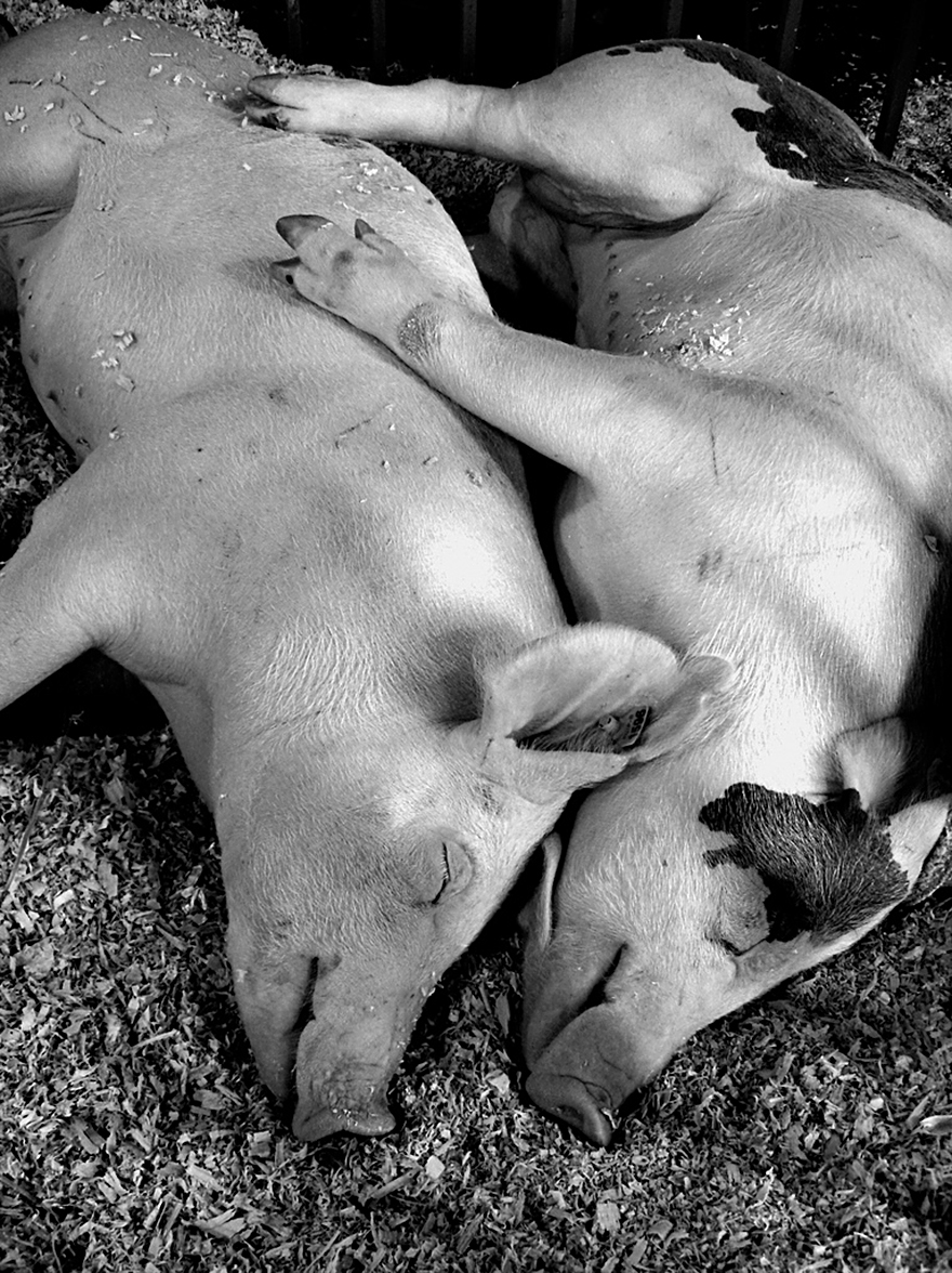 animals-love-couple-14_880.jpg