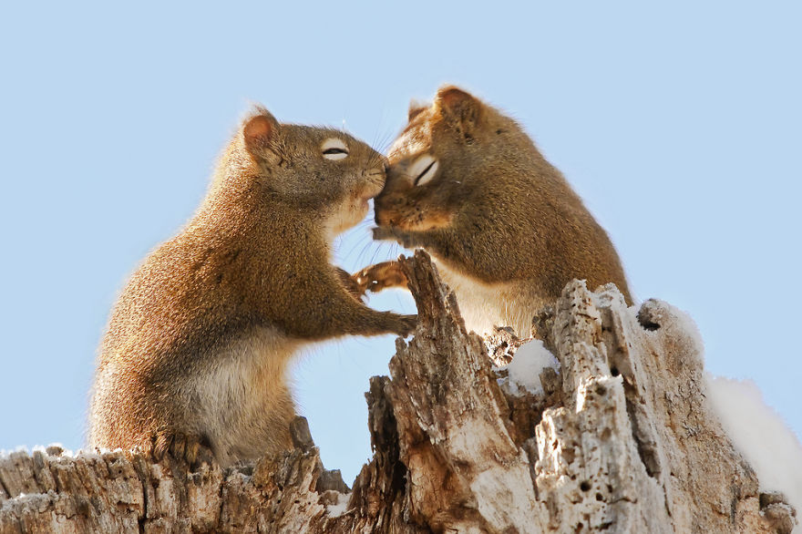 animals-love-couple-1_880.jpg