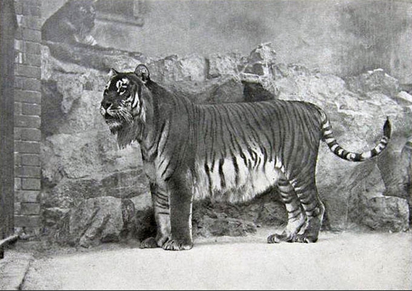 kaszpi-tigris.jpg