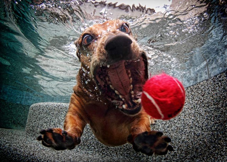 underwater-dog-2_2377686k.jpg