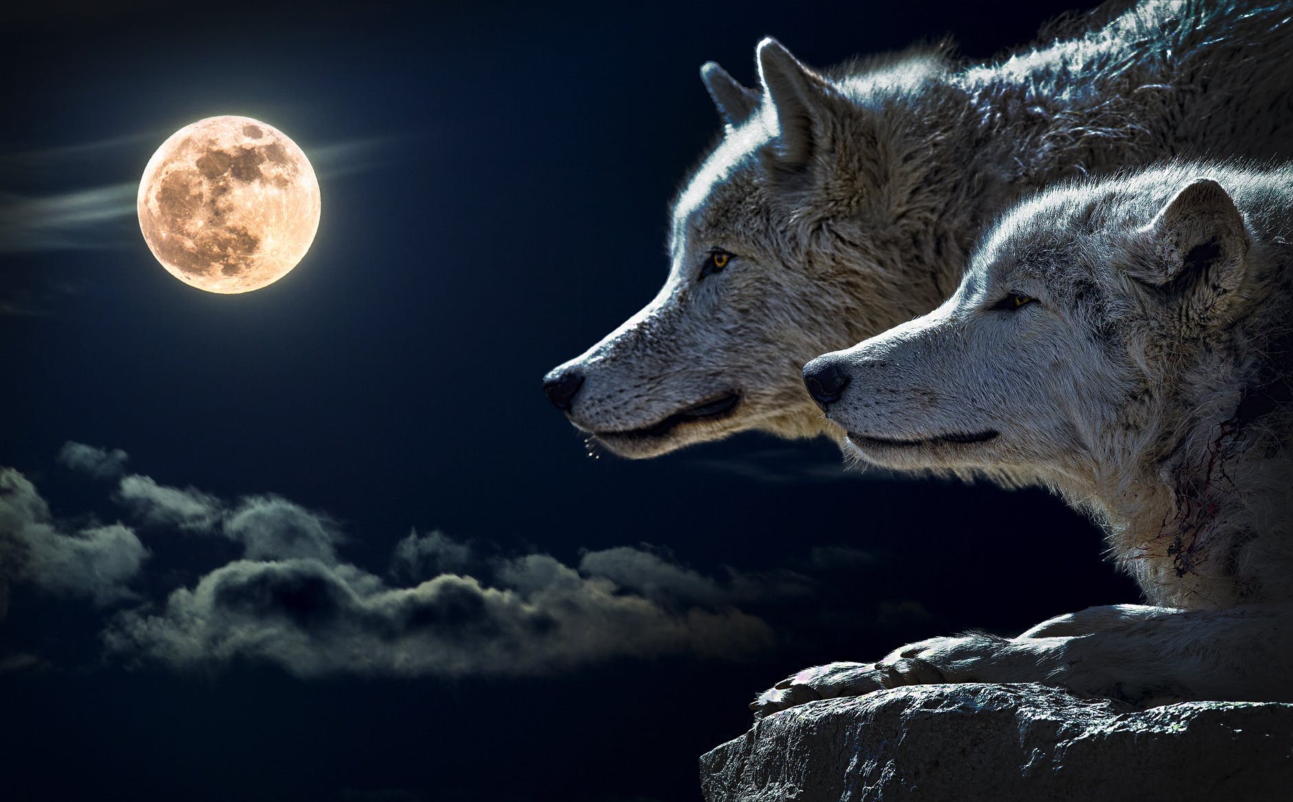 wolf-torque-wolf-moon-cloud-45242.jpeg