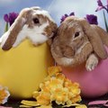 Happy Easter to all of you!!!