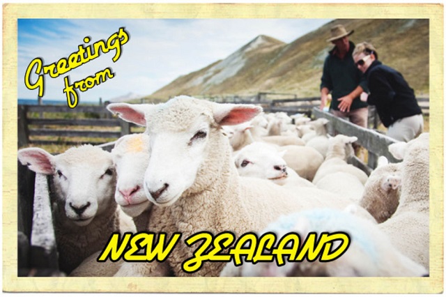 7-travels-post-card-new-zealand-sheep-600x400.jpg