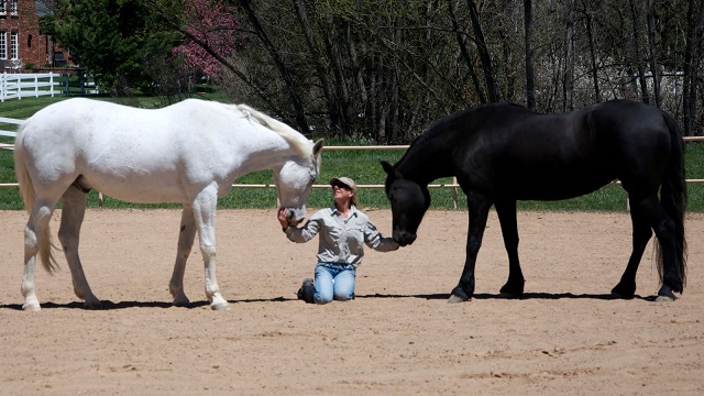 today_s_horse_trader_bio.jpg