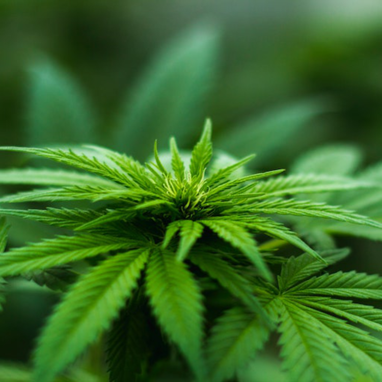 Az angol madárkutató és a Tilray részvények valószínűsíthető bekerítése