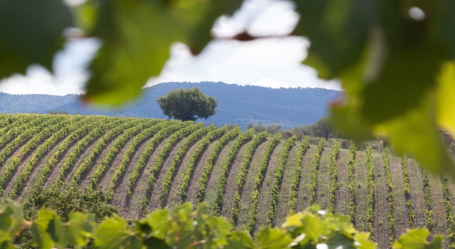 vineyard-wine-vine-series-wallpaper-preview.jpg