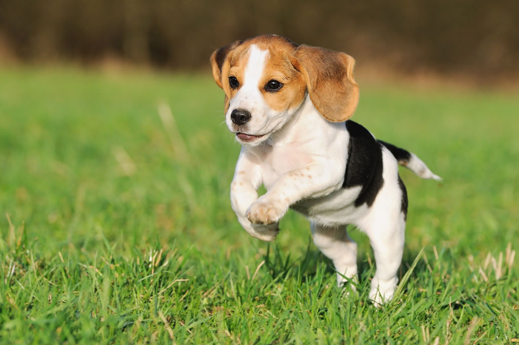 beagle4.jpg