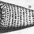 Határozó: Conus leopardus - Leopárd kúpcsiga