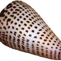 Határozó: Conus litteratus - Írásos kúpcsiga